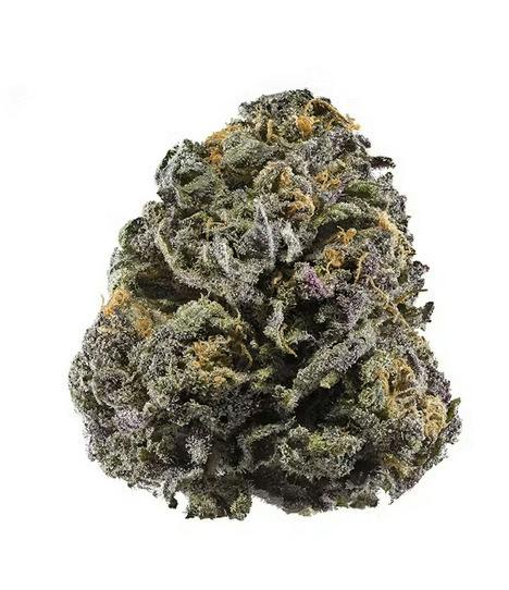 Sherb Cream Pie | Hybrid Deli Flower | The Magic Box