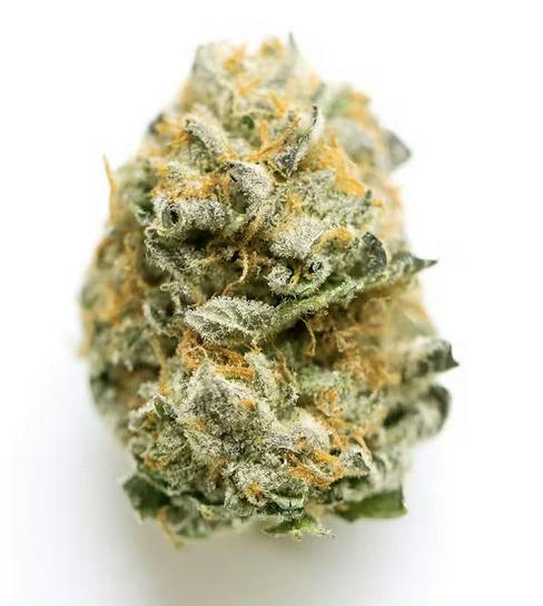 Bananaconda | Hybrid Flower | The Magic Box