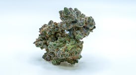 Wedding Crasher - Hybrid - Flower