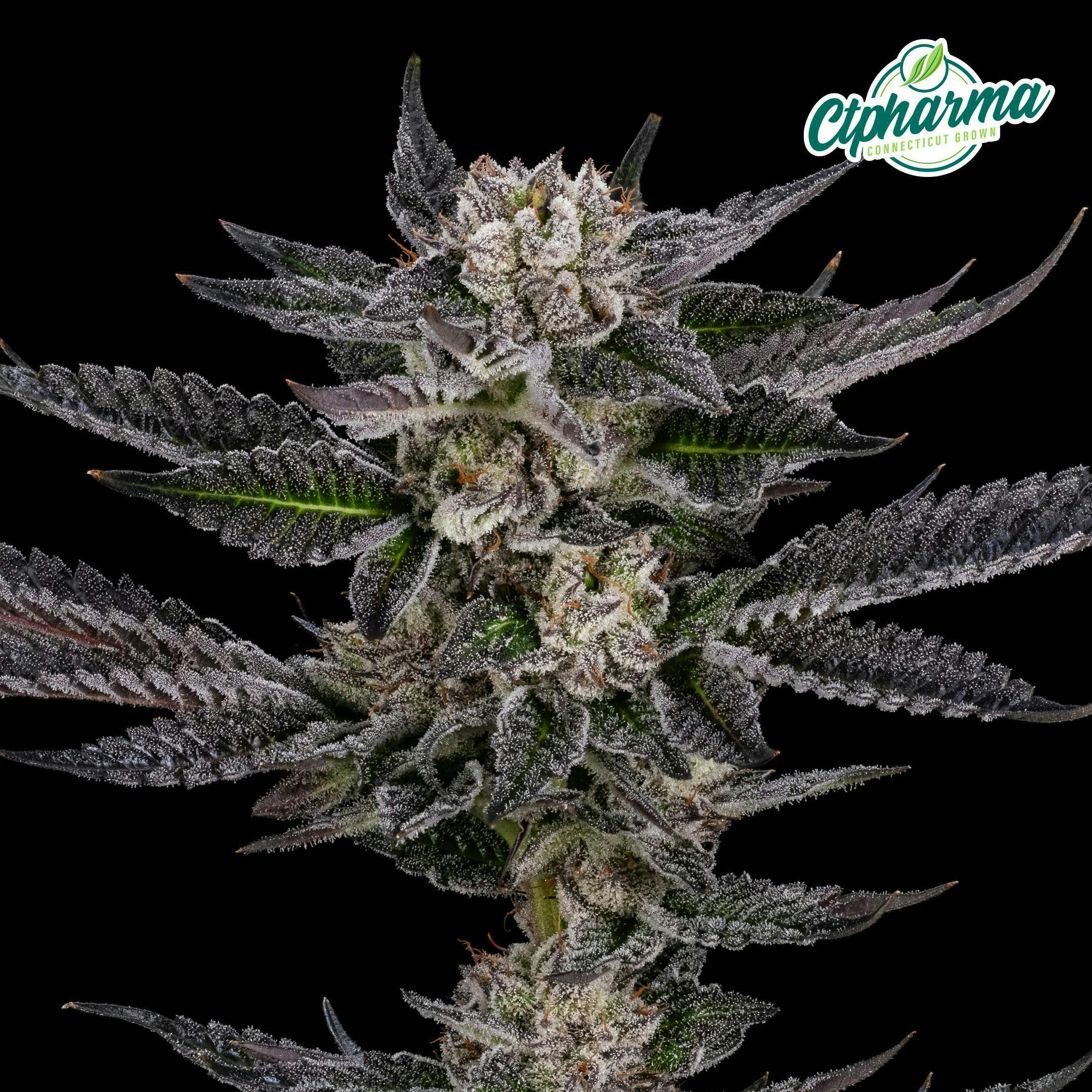Jokerz | Pre-Pack | 3.5g | 26746 cannabis product