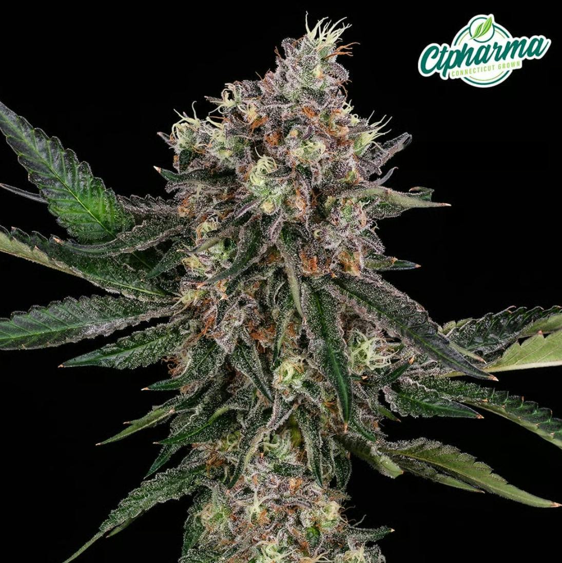 Strawberry Pave | Pre-Pack | 3.5g | 27359