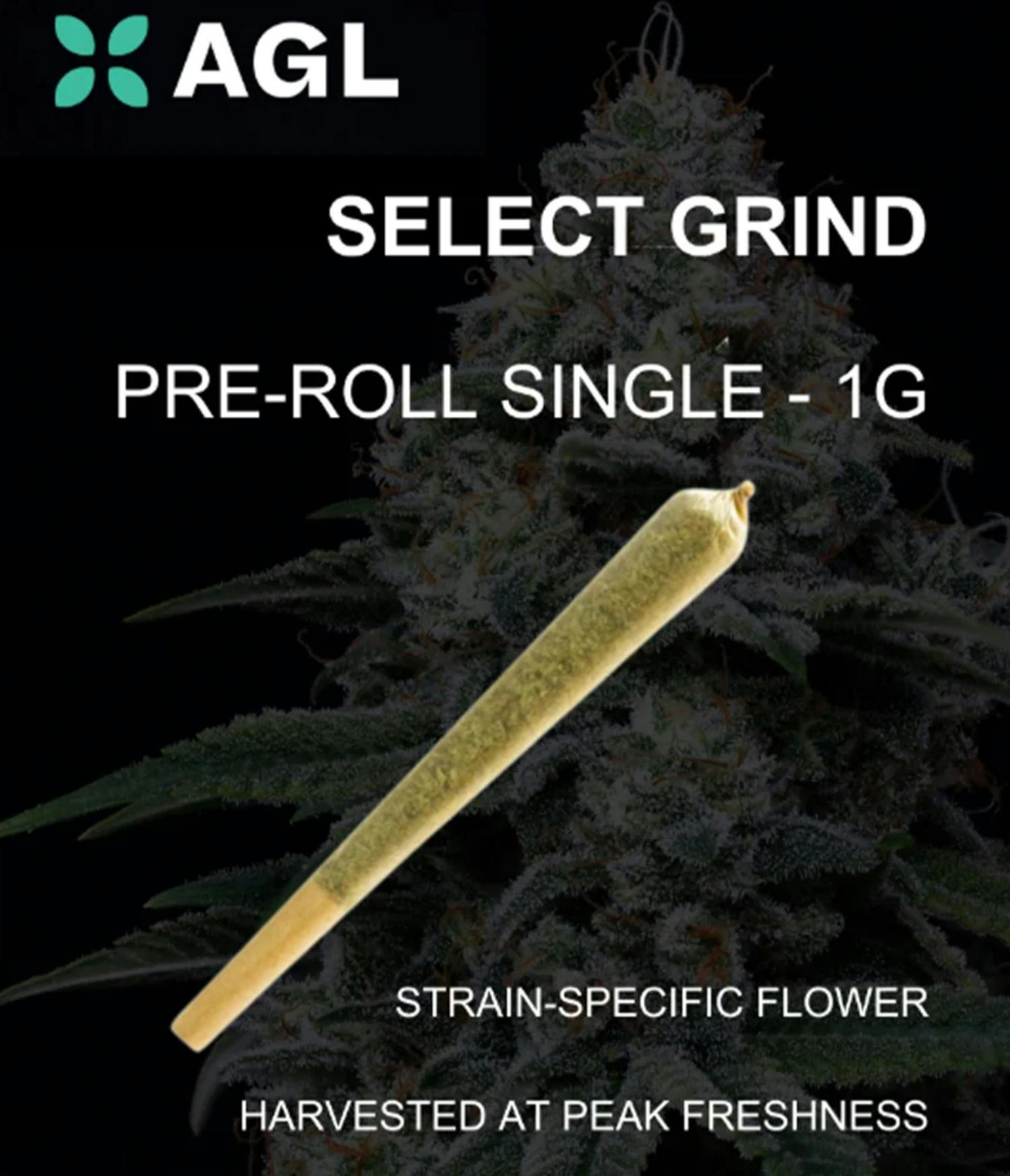 Chkn n Wflz x Jack's Delight | Single Pre-roll | 1g | 01569 cannabis product