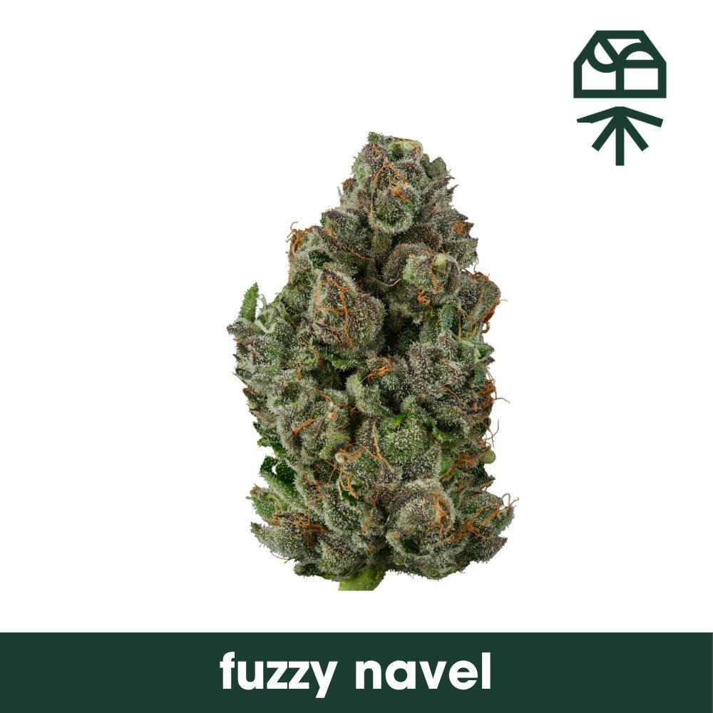 Grassroots Fuzzy Navel Flower 3.5g (REC)