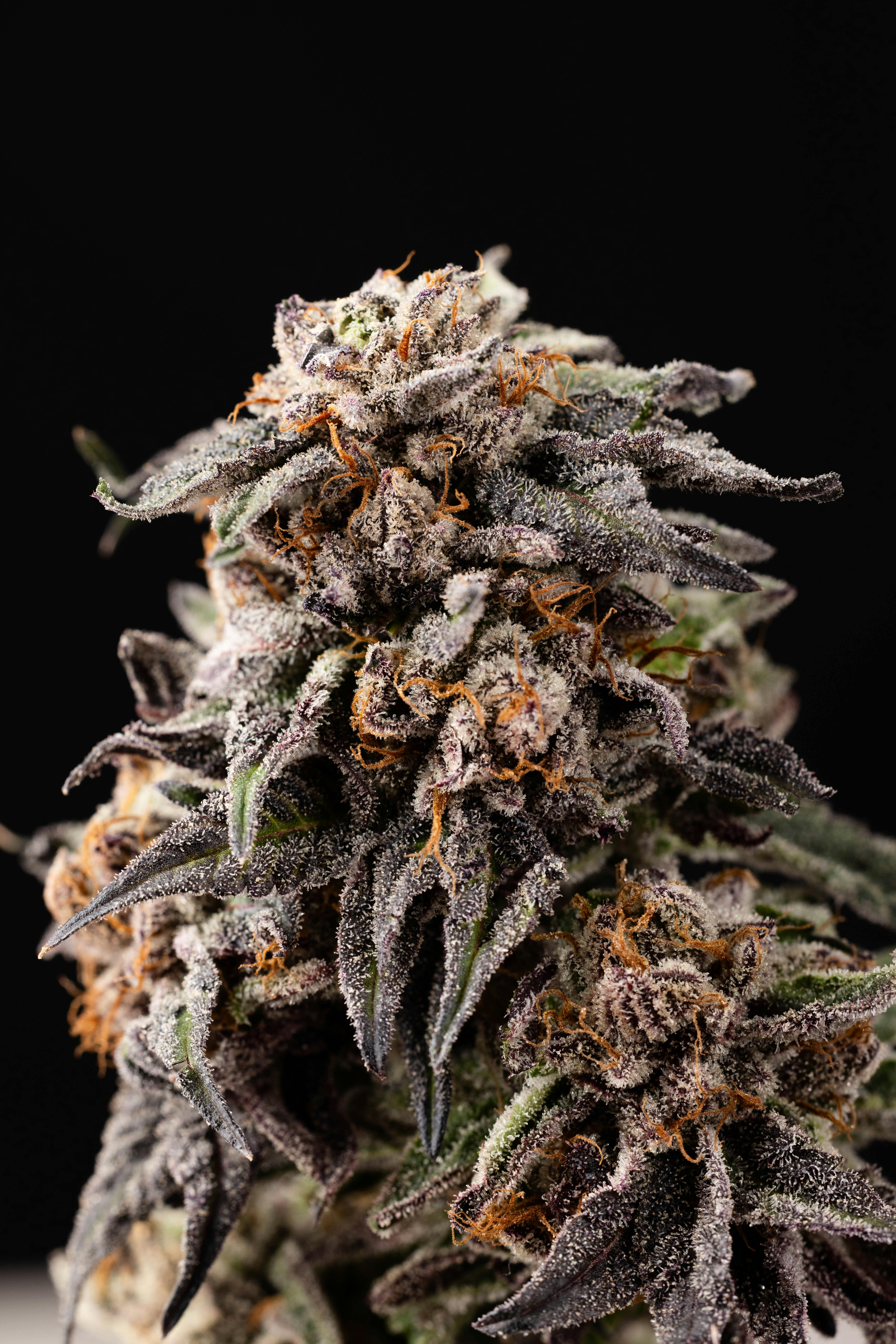 All Day Papayamosa Flower 3.5g (REC)