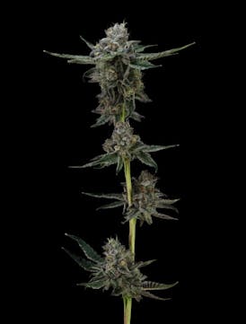 Gelato X