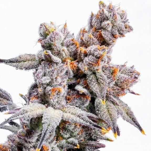 Grape Wave