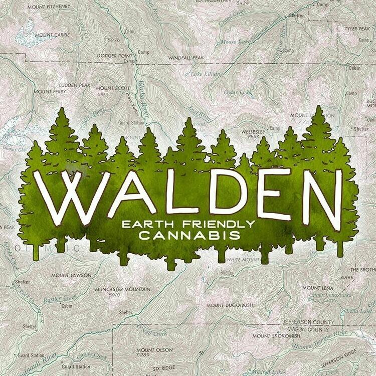 Northern Lights #5