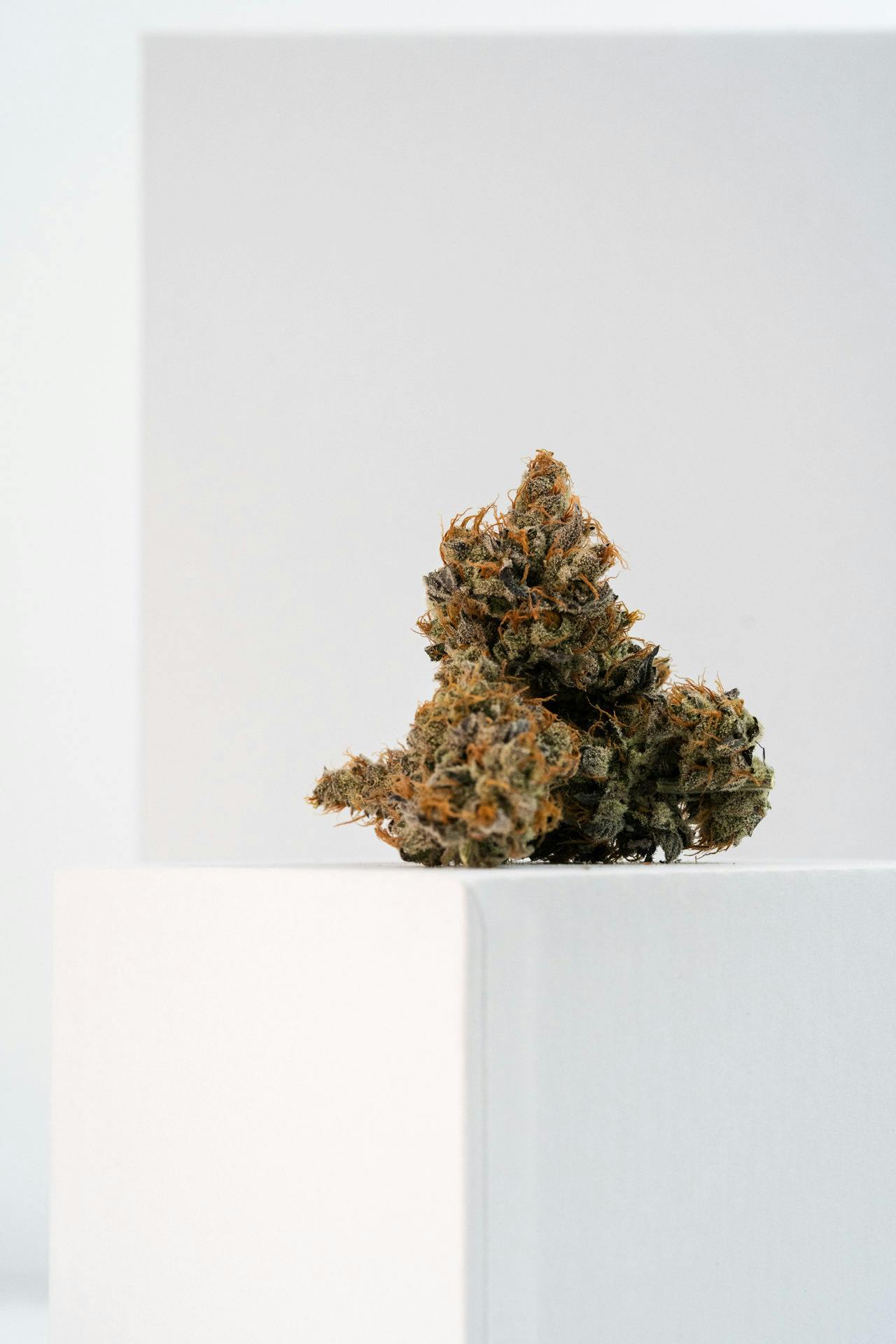 Texas Longhorn