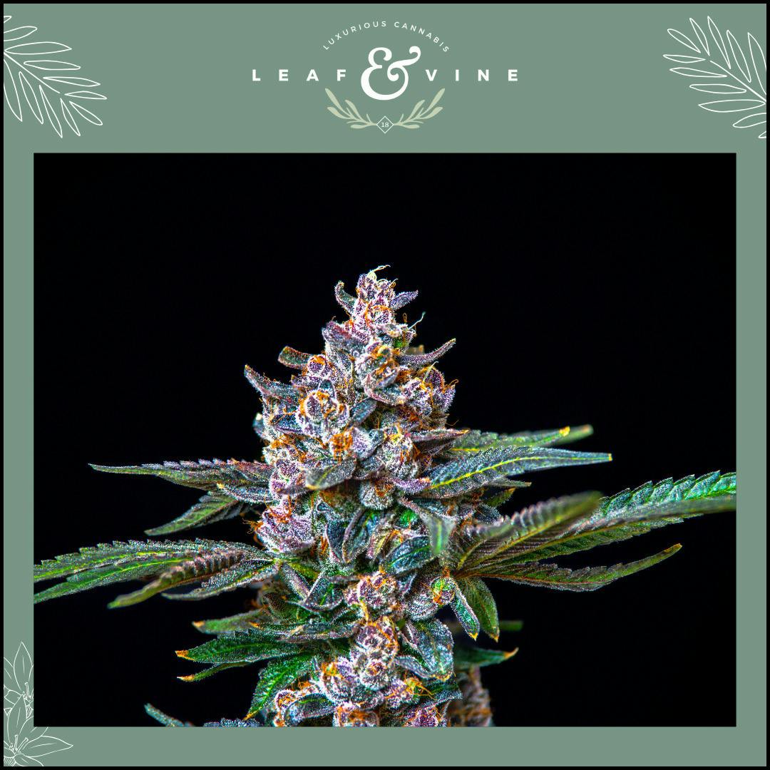 Leaf & Vine Foam 3.5g Prepack