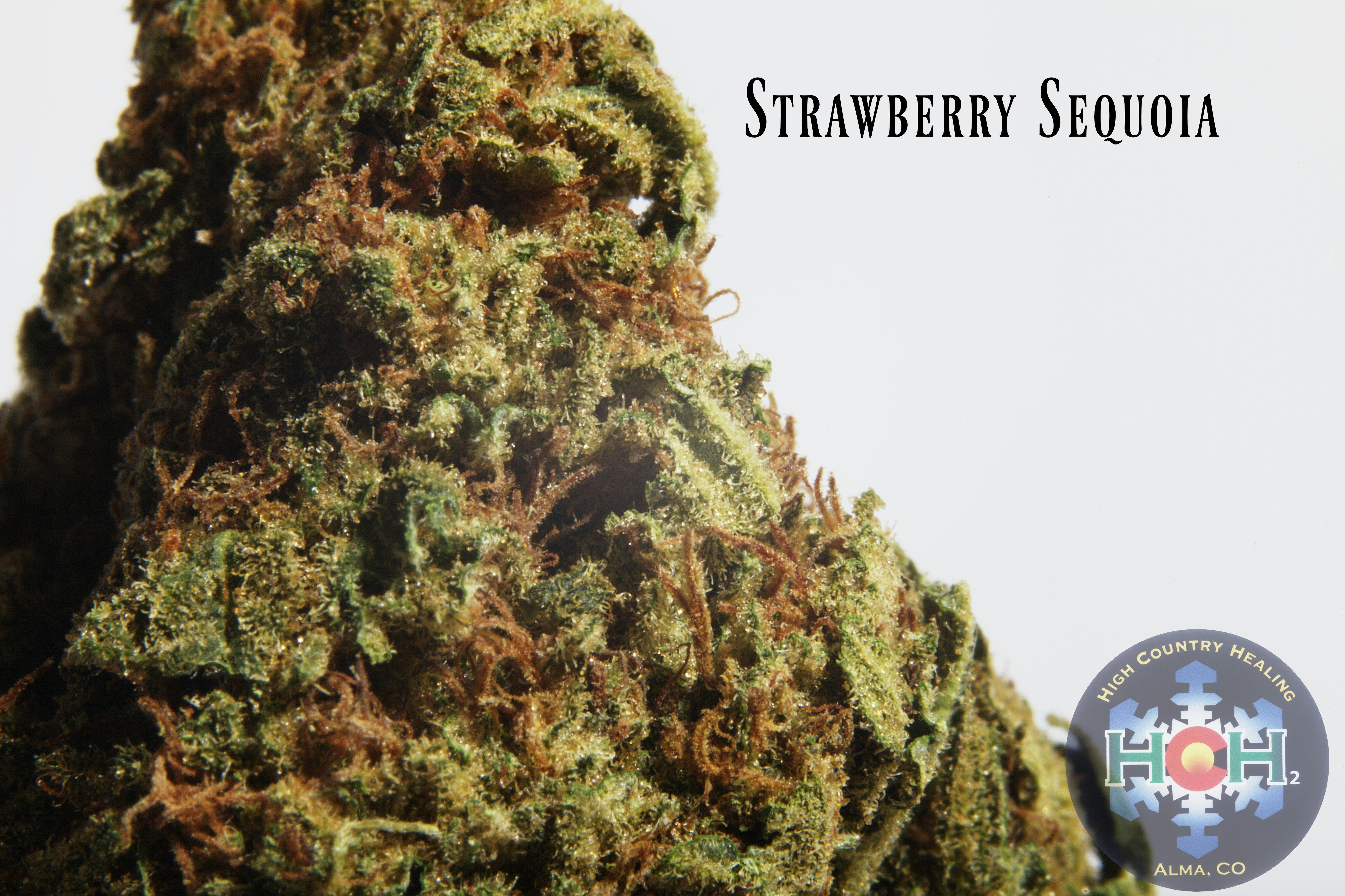 Strawberry Sequoia