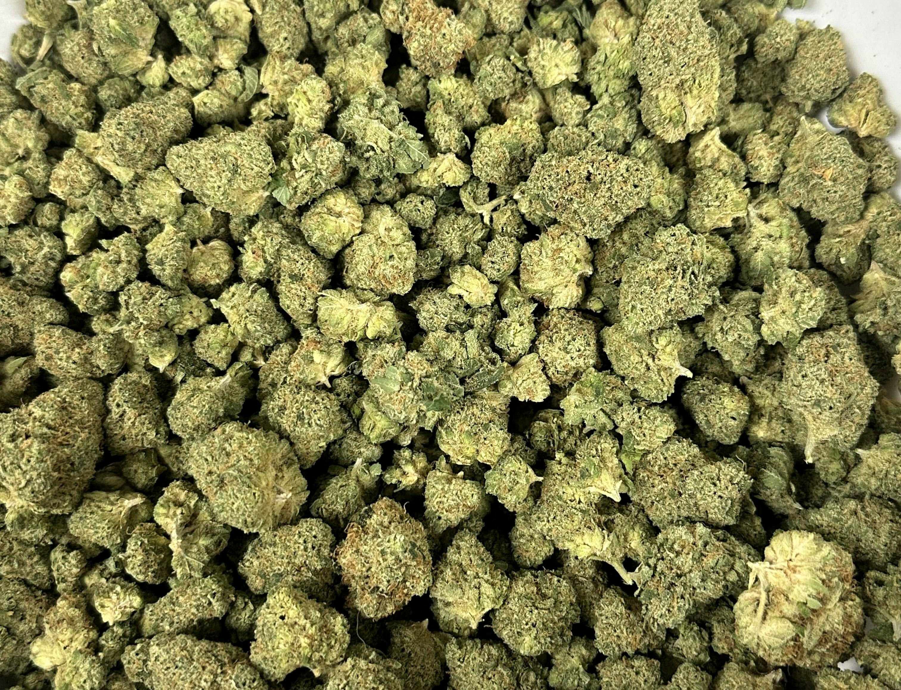 605 - Wizard Spit - Hybrid