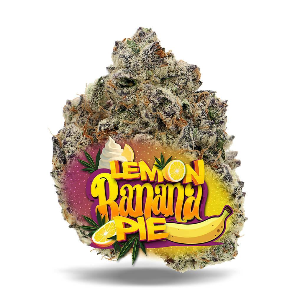 Lemon Banana Pie - 1/8 oz Premium Flower