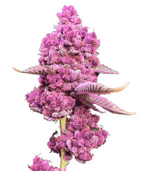 ShuCanna : Tropical Cherry - 7g