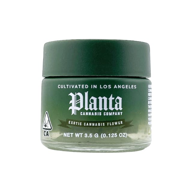 Planta - Planta — Zangria
