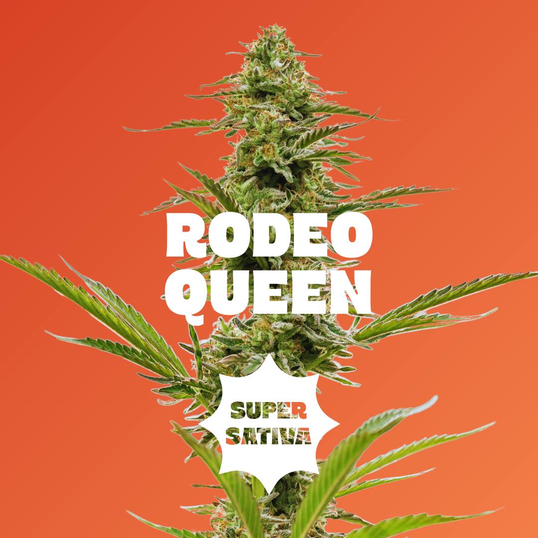 Strawberry - 2pc - Rodeo Queen - Super Sativa (50mg THC + 50mg CBG + 100mg THCv) | Drops - Cannab...