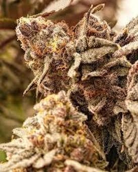 Naturalist Solution Cherrylicious 3.5g Flower