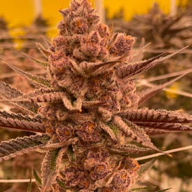 Delta Bud Berry Blender 7g Flower