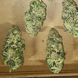 White Tailed Deer Push OG 3.5g Flower