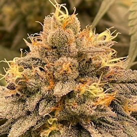 Delta Bud Quikz 3.5g Flower