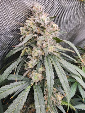 Borneo Bud IPA 7G Flower