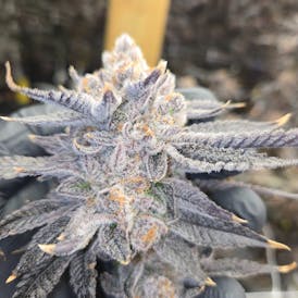 Magnolia Cannabis Farms Sgt. Whallon 7g Flower