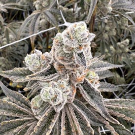 WellCraft Rue Rue 3.5g Flower
