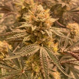 Delta Bud Pipe Gloo 7g Flower