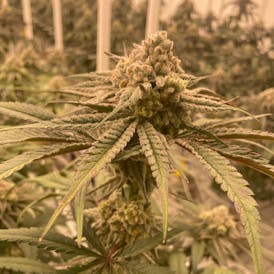 Delta Bud Falcon Deluxe 3.5g Flower