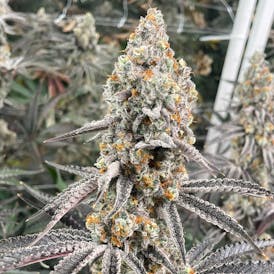 Delta Bud Big League Sherb 7g Flower