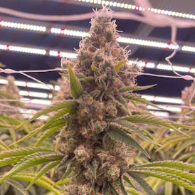 Delta Bud Silver Skunk 7g Flower
