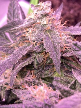 Delta Bud Pink Punani 7g Flower
