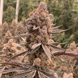 Delta Bud Nana Sandwich 3.5g Flower