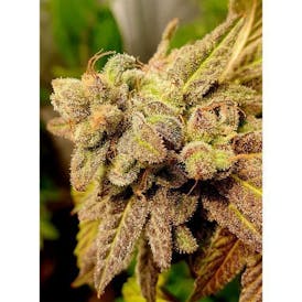 Dragon Fire Farms Holy Smokes 3.5g Flower