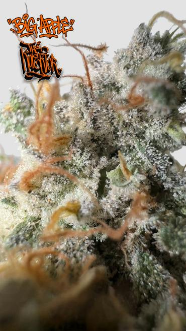Kolektor | Big Apple | Flower | Hybrid