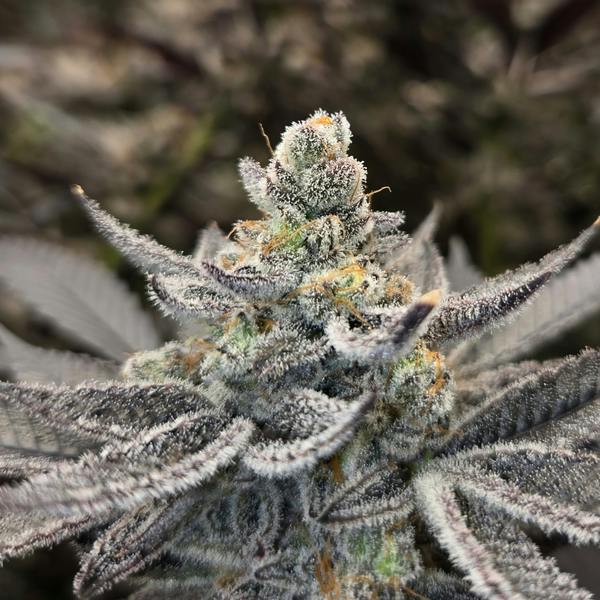 CHIMERA 7G