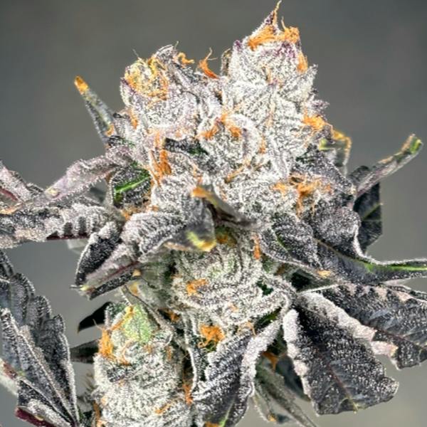 Jokerz 7g