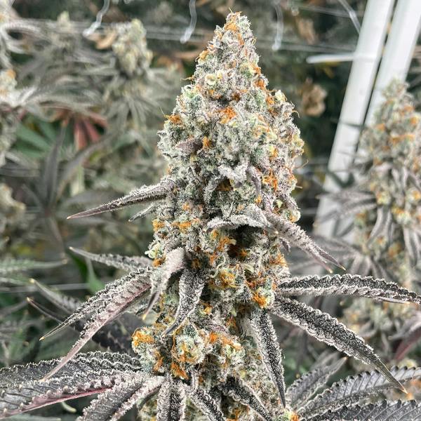 Big League Sherb 3.5g