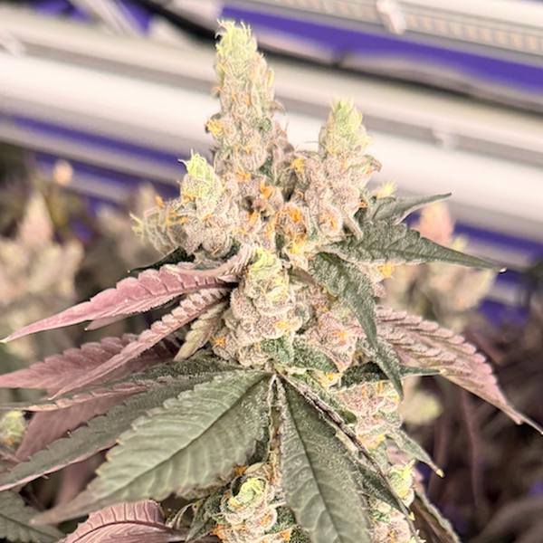 Shagzilla 3.5g