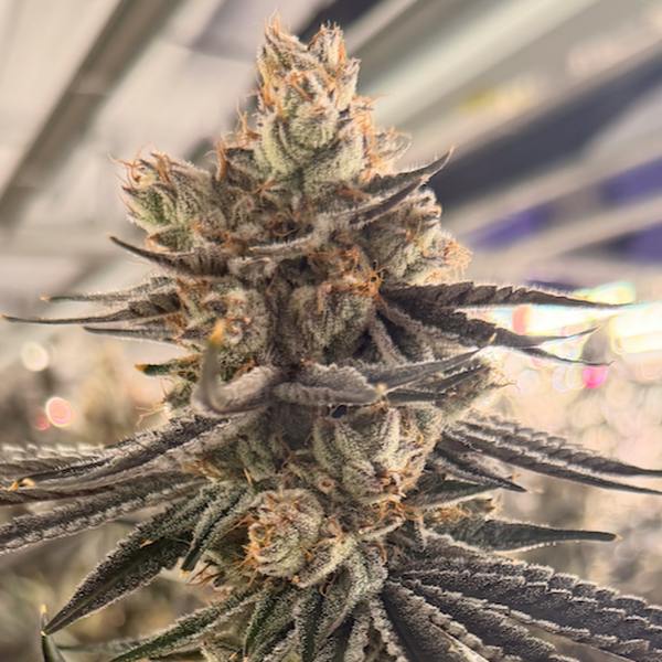 Neon Nights 3.5g