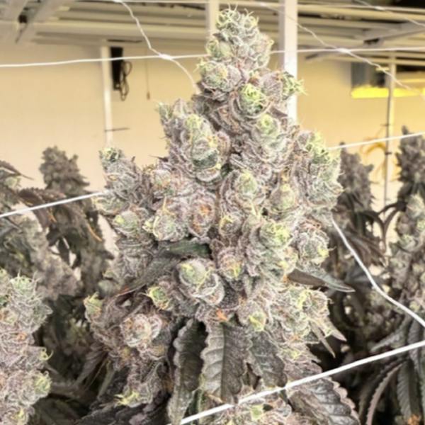 Milk Mustache 7g