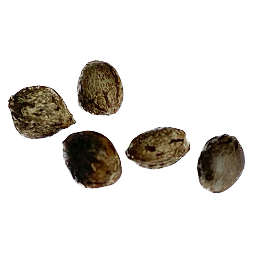 Autoflower Breeder's Club - Mendocino Cherry Pie THC Auto - Regular Seeds - Indica - 4 Pack