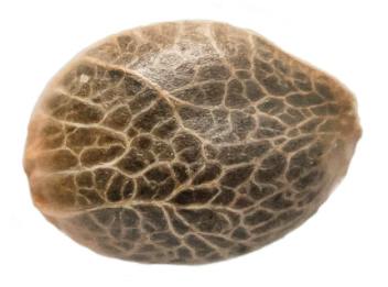 34 street seeds Bubba Kush Seeds 5 pack