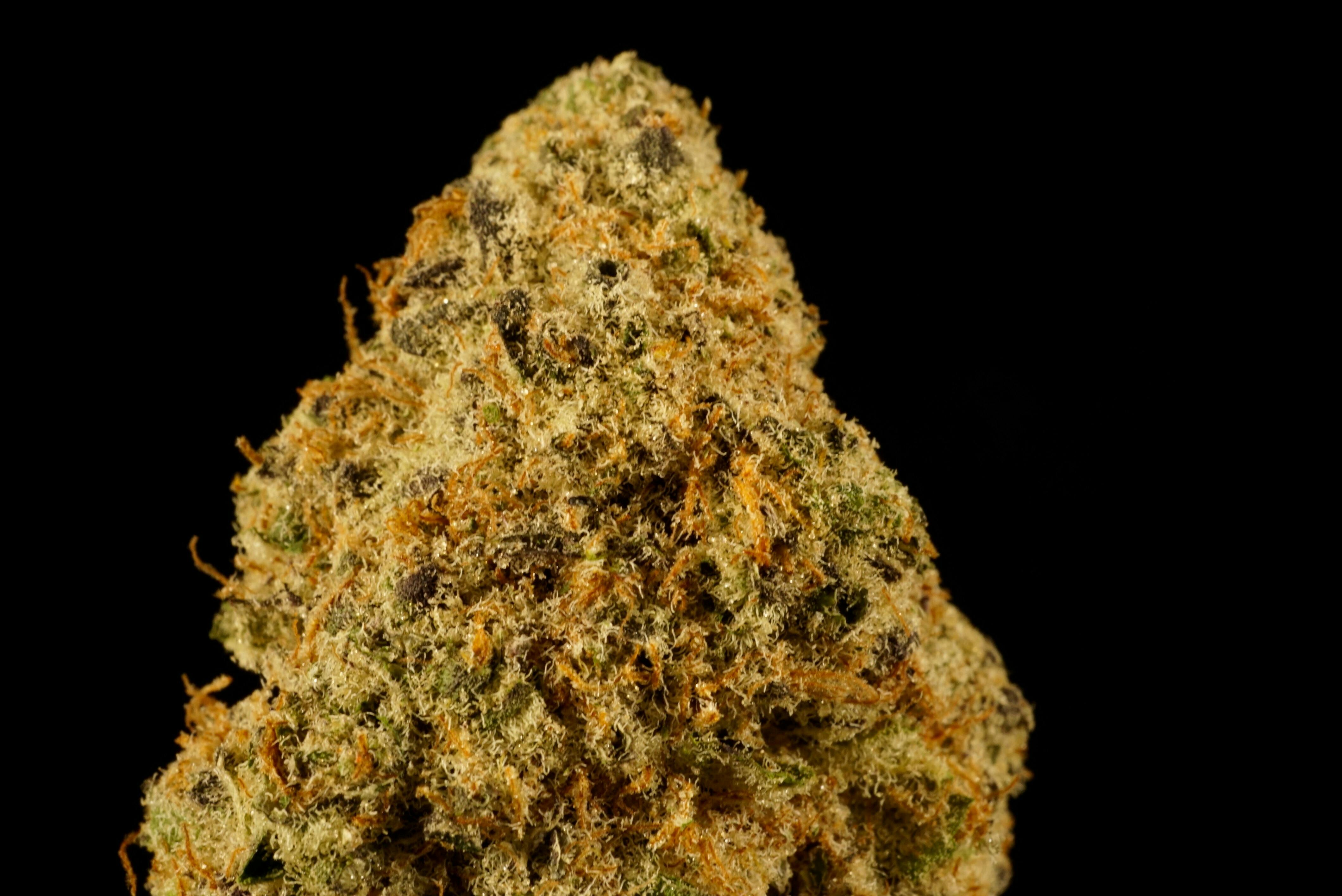 Cane