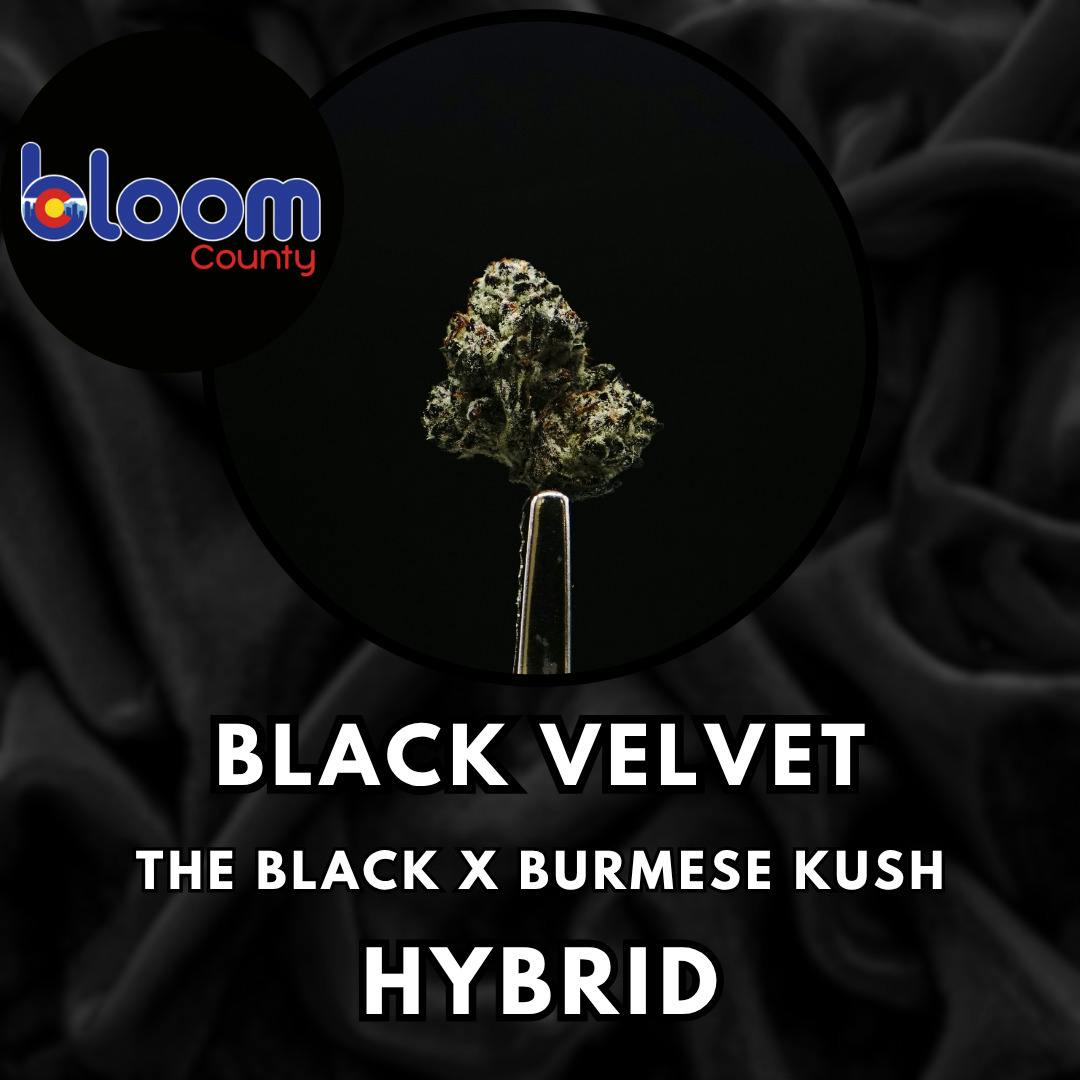 Flower - Bloom County - Black Velvet - Special Shelf