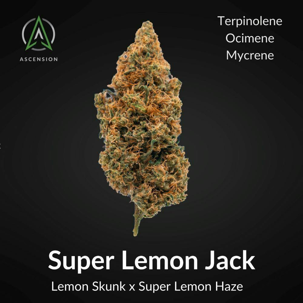 Super Lemon Jack | Flower 1