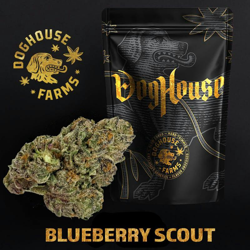 Doghouse - Blueberry Scout