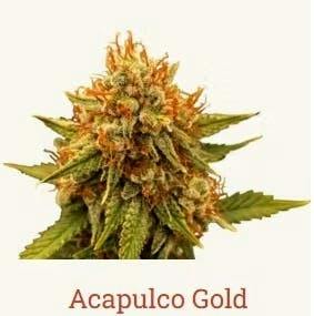 ACAPULCO GOLD | 3.5G