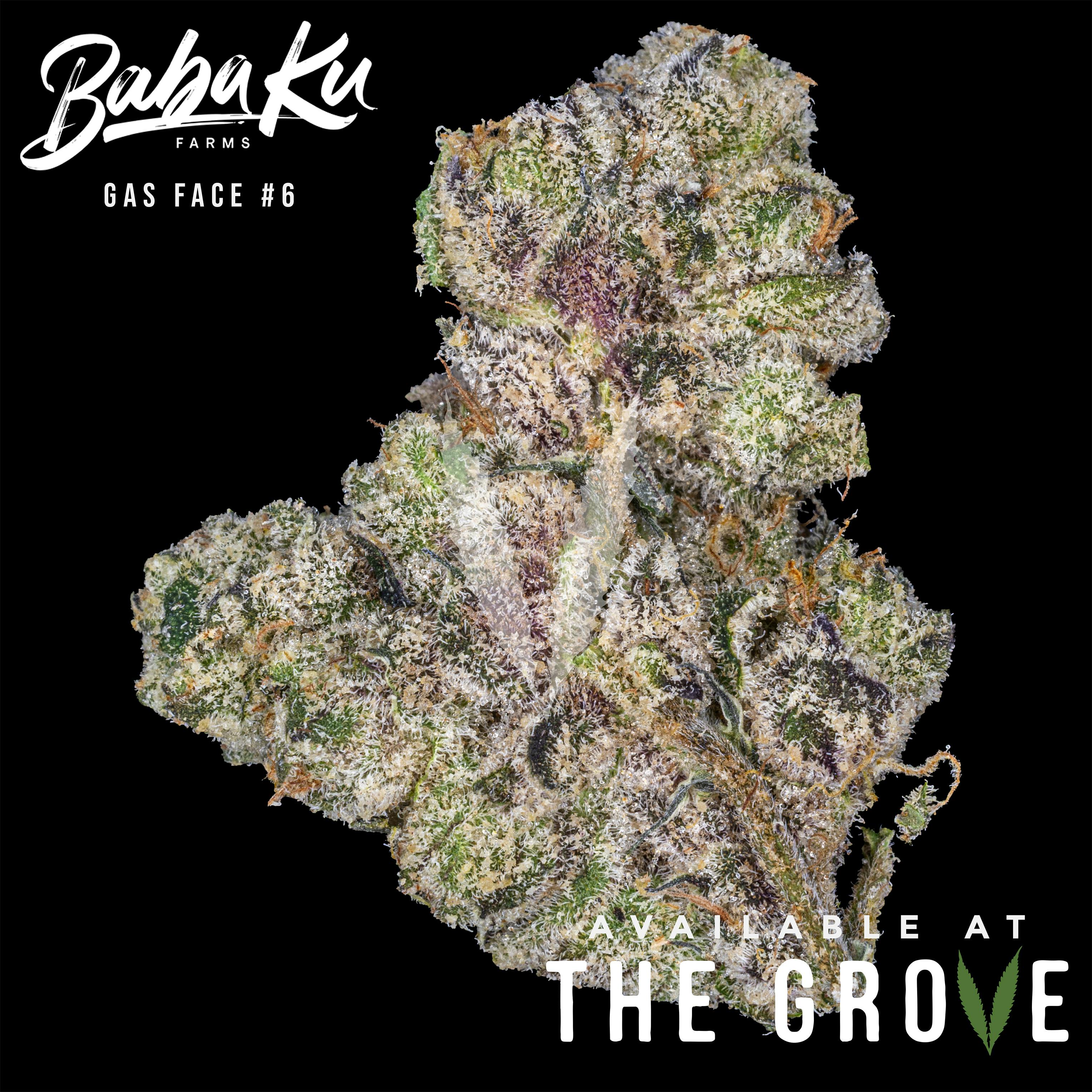 Baba Ku Farms | Gas Face #6 | Big Buds