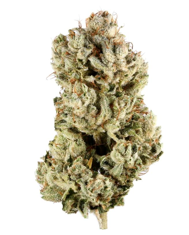 Original Glue