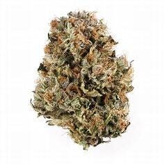 Gabana 14g - The Sipp - 27.6 - Sativa